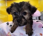 Small Photo #14 YorkiePoo Puppy For Sale in BLUE MOUND, TX, USA