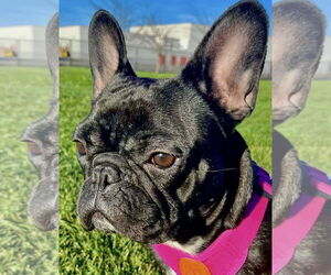 French Bulldog Dogs for adoption in Citrus Heights, CA, USA