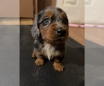 Small Photo #1 Dachshund Puppy For Sale in ROCK HILL, SC, USA