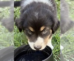 Small #8 Australian Shepherd