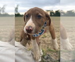 Small #2 Mutt