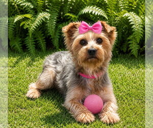 Mutt Dogs for adoption in Bon Carbo, CO, USA