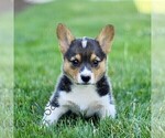 Small Pembroke Welsh Corgi
