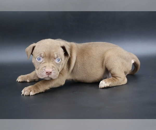 Medium Photo #3 American Bully Puppy For Sale in CHAMPAIGN, IL, USA