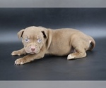 Small #2 American Bully