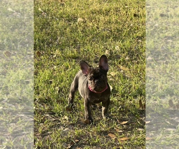 Medium Photo #12 French Bulldog Puppy For Sale in BONNEAU, SC, USA