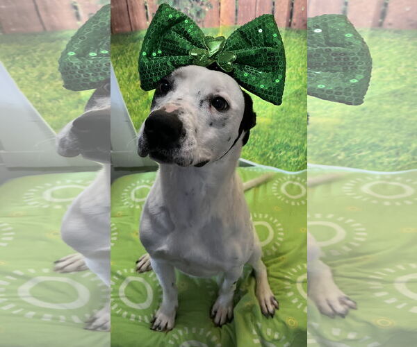 Medium Photo #2 Mutt Puppy For Sale in Sistersville, WV, USA