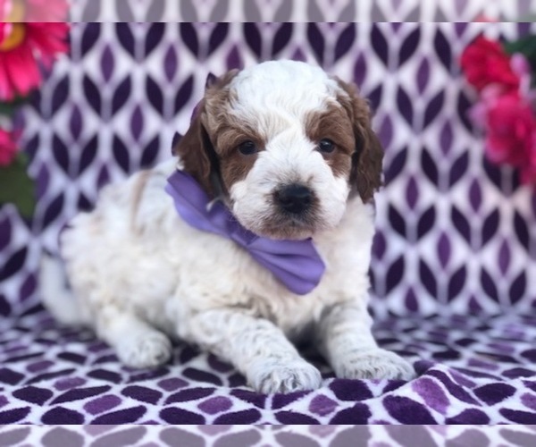 Medium Photo #1 Australian Stumpy Tail Cattle Dog-Poodle (Toy) Mix Puppy For Sale in CLAY, PA, USA