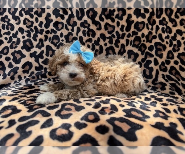 Medium Photo #1 Cockapoo (Miniature) Puppy For Sale in LAKELAND, FL, USA