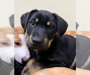 Labrador Retriever-Unknown Mix Dogs for adoption in Jefferson, NJ, USA