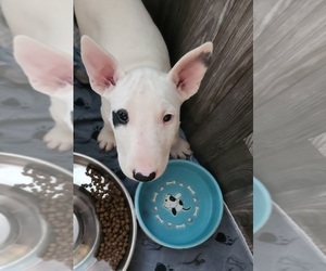Bull Terrier Puppy for sale in MULDROW, OK, USA