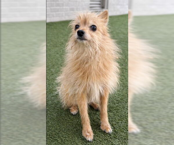 Medium Photo #3 Chihuahua Puppy For Sale in Canton, CT, USA