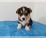 Small #1 Pembroke Welsh Corgi