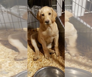 Labrador Retriever Puppy for sale in KERSEY, CO, USA