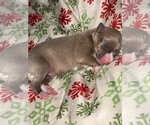 Small Photo #5 Italian Greyhound Puppy For Sale in EAST FARMINGDALE, NY, USA