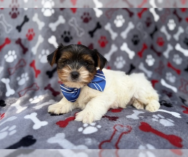 Medium Photo #1 Yorkshire Terrier Puppy For Sale in LAKELAND, FL, USA