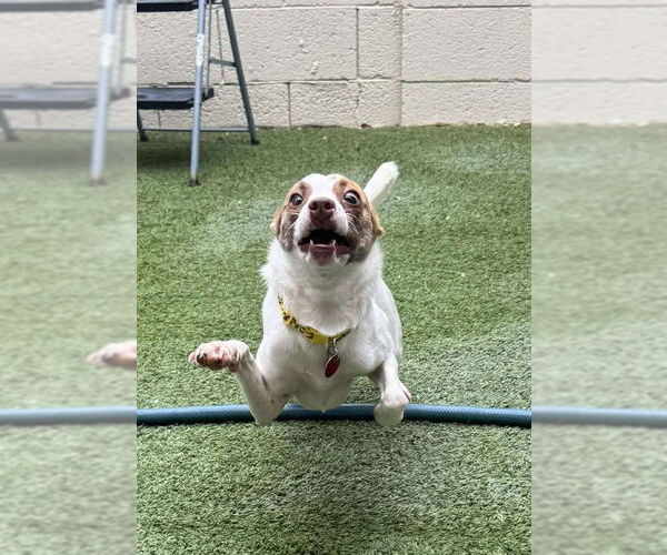 Medium Photo #8 Jack Chi Puppy For Sale in Tempe , AZ, USA