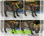 Small #5 Cane Corso-Presa Canario Mix