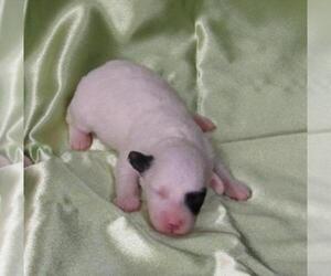 Poochon Puppy for sale in LE MARS, IA, USA