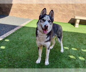 Siberian Husky-Unknown Mix Dogs for adoption in Moreno Valley, CA, USA