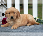 Small #1 Golden Retriever
