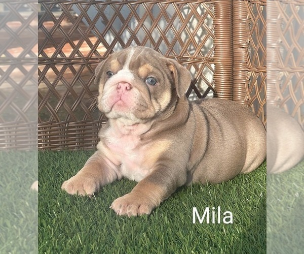 Medium Photo #1 English Bulldog Puppy For Sale in RIVERSIDE, CA, USA