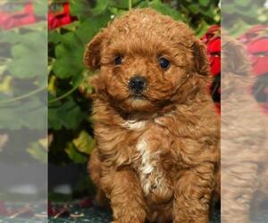 Poochon Puppy for sale in WASHINGTON, DC, USA