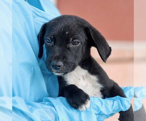 Labrador Retriever-Unknown Mix Dogs for adoption in San Antonio, TX, USA