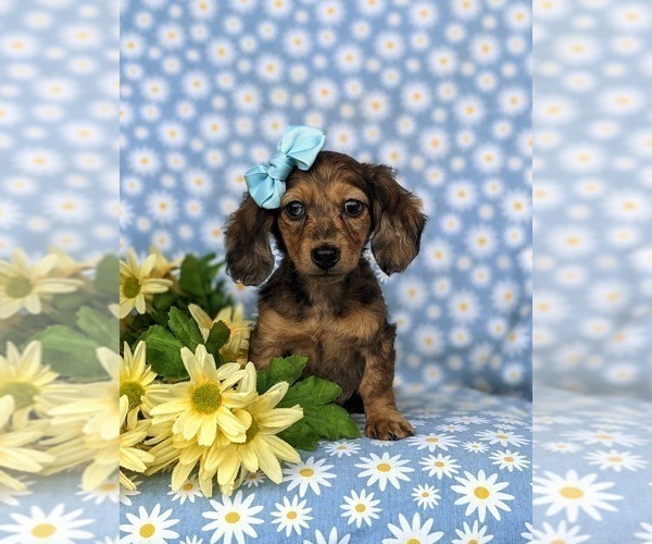 Medium Photo #3 Dachshund Puppy For Sale in LINCOLN UNIVERSITY, PA, USA