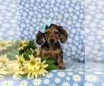 Small Photo #3 Dachshund Puppy For Sale in LINCOLN UNIVERSITY, PA, USA