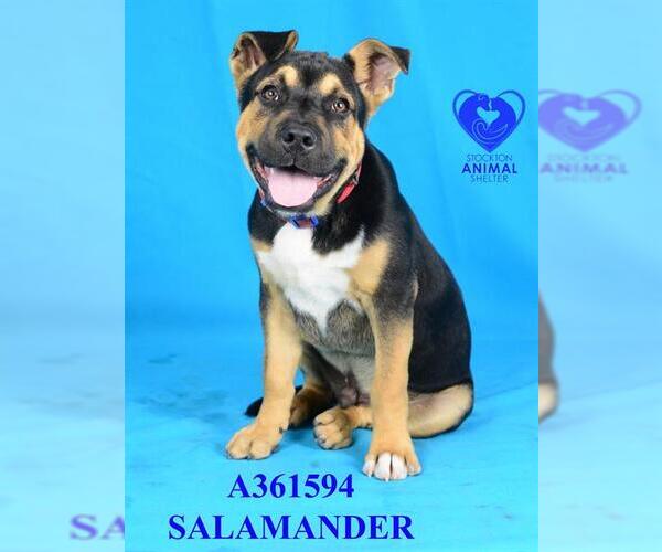Medium Photo #2 Rottweiler-Unknown Mix Puppy For Sale in Stockton, CA, USA