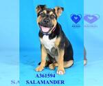 Small #1 Rottweiler Mix