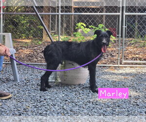 Labrador Retriever-Unknown Mix Dogs for adoption in Albemarle, NC, USA
