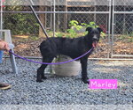 Small Labrador Retriever Mix