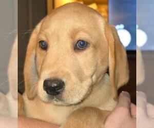 Labrador Retriever Puppy for sale in TOLEDO, WA, USA
