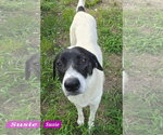 Small #1 Great Pyrenees Mix