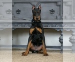Small #5 Doberman Pinscher