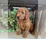 Puppy 6 Doodle-Poodle (Toy) Mix