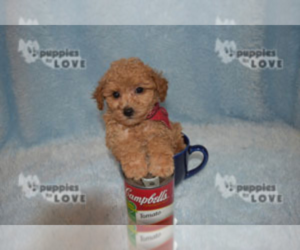 Medium Photo #11 Poodle (Toy) Puppy For Sale in SANGER, TX, USA