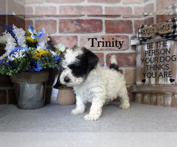 Medium Photo #5 Poodle (Miniature) Puppy For Sale in CHANUTE, KS, USA