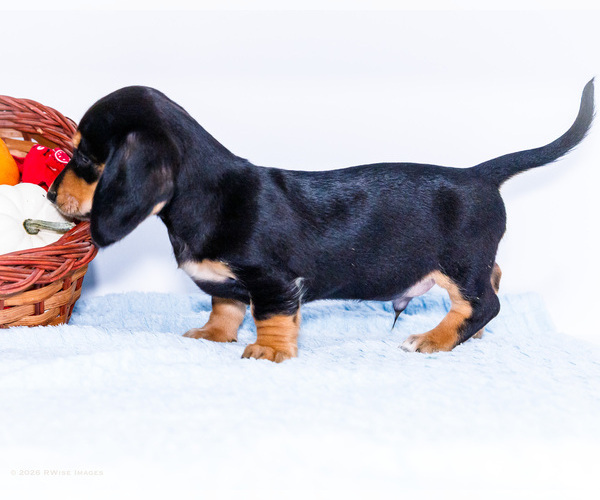 Medium Photo #4 Dachshund Puppy For Sale in WAKARUSA, IN, USA