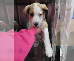 Mutt Dogs for adoption in Linton, IN, USA