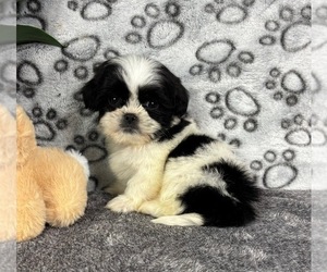 Mal-Shi Puppy for sale in FRANKLIN, IN, USA