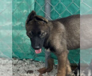 Huskies -Unknown Mix Dogs for adoption in Imlay City, MI, USA