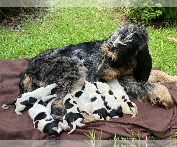 Medium Photo #3 Blue Gascony Griffon Puppy For Sale in WATKINSVILLE, GA, USA