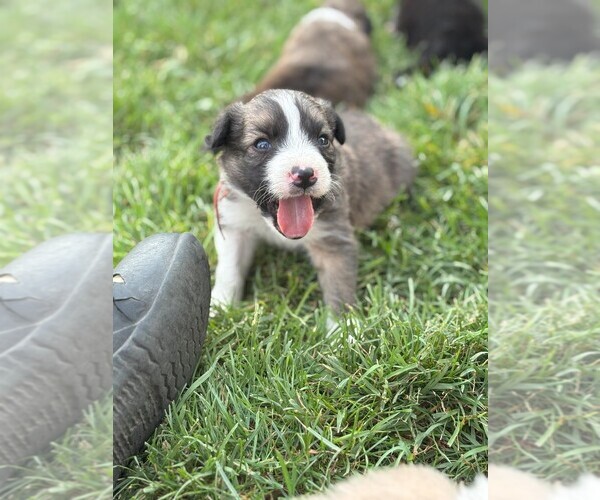 Medium Photo #2 Border Collie Puppy For Sale in MESA, WA, USA