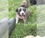 Small #1 Border Collie