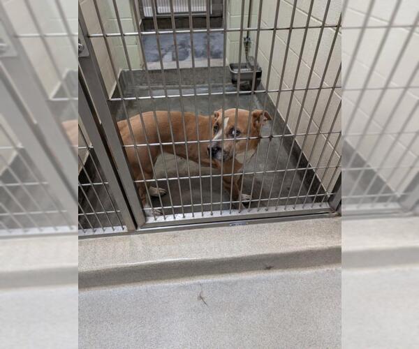 Medium Photo #1 American Pit Bull Terrier-Unknown Mix Puppy For Sale in Upland, CA, USA