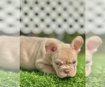 Small #2 French Bulldog