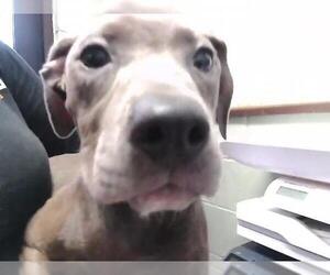 Mutt Dogs for adoption in Tulsa, OK, USA